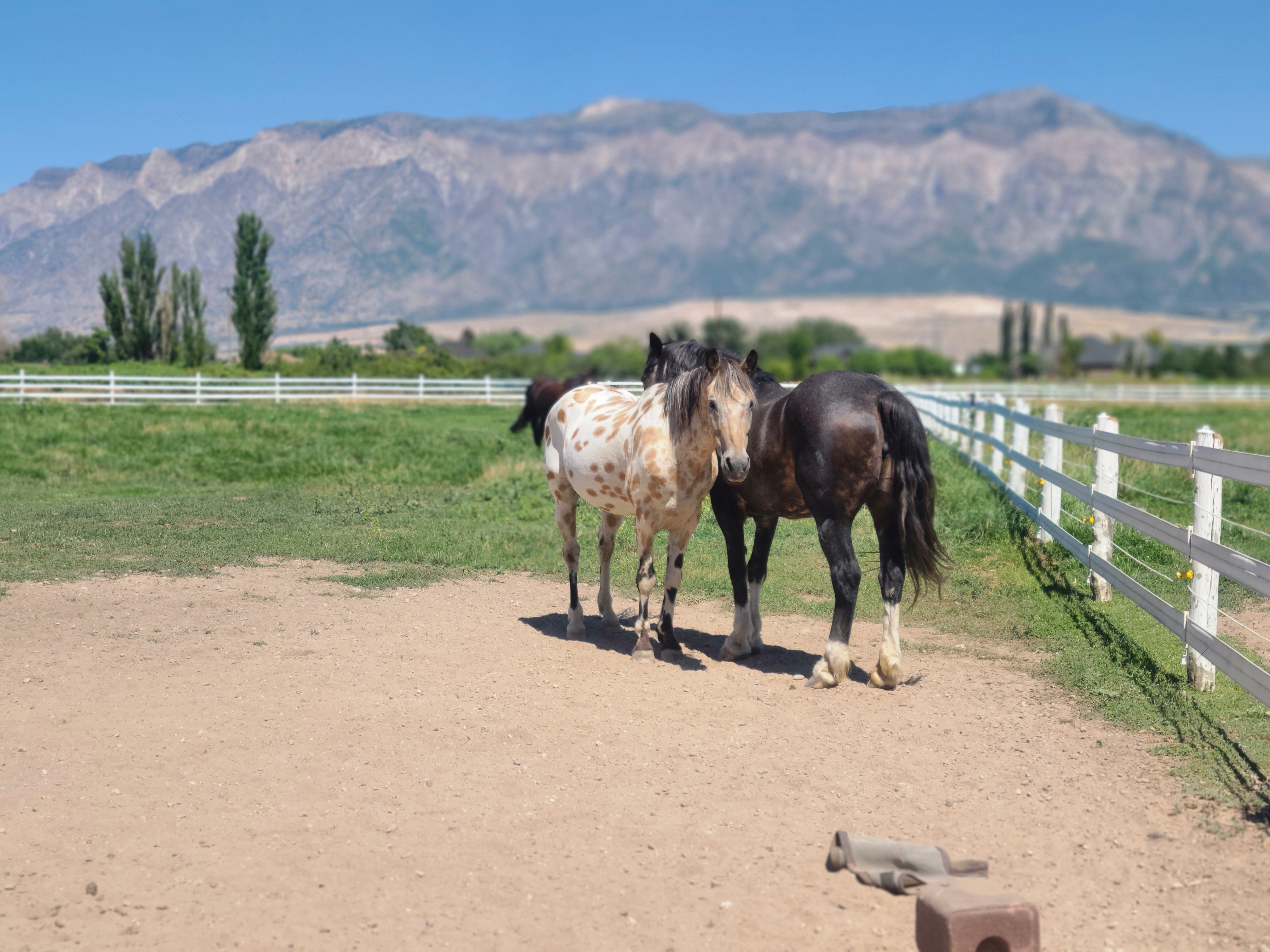 Horses at Blue Grass Estate — Plain City, Utah