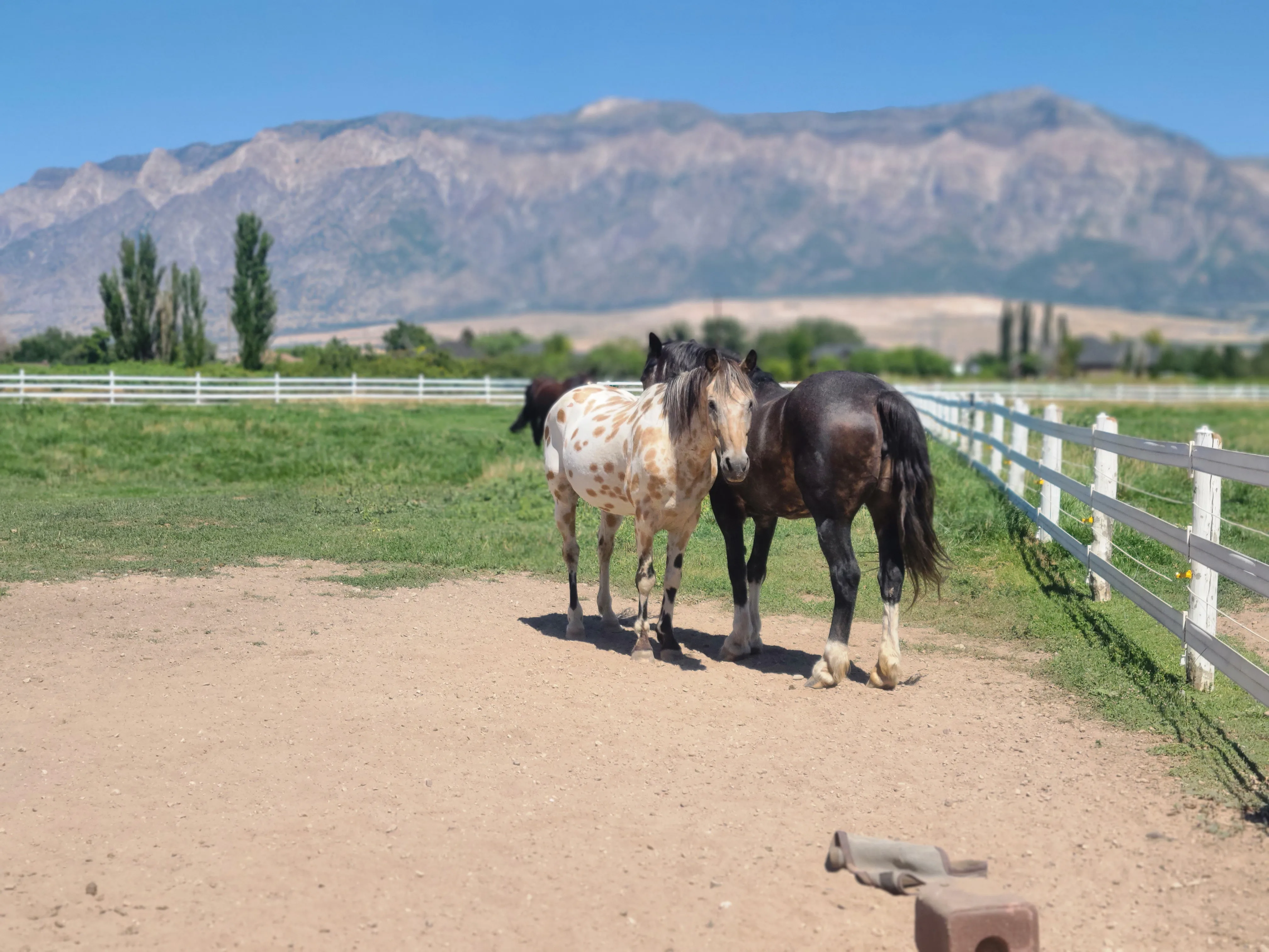 Spacious horse boarding stall with daily care and fresh bedding at Blue Grass Estate in Plain City, Utah